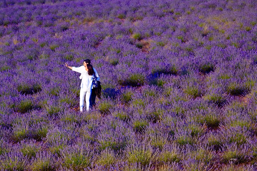 Los Ánades, el hotel rural que huele y sabe a lavanda (Guadalajara)