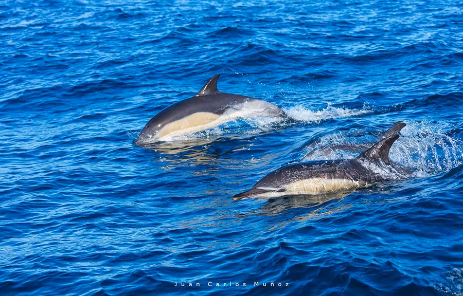 Avistar cetáceos en la costa vasca, una experiencia inolvidable
