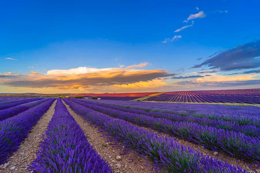 Dos pueblos de Burgos con aroma de lavanda: Caleruega y Cilleruelo de Arriba