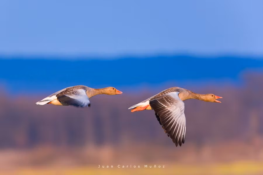 Laguna de Gallocanta, Aragon, Espana