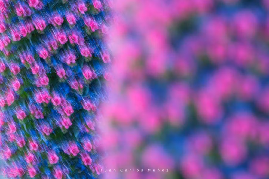 Los tajinastes en flor, el gran espectáculo natural de Tenerife