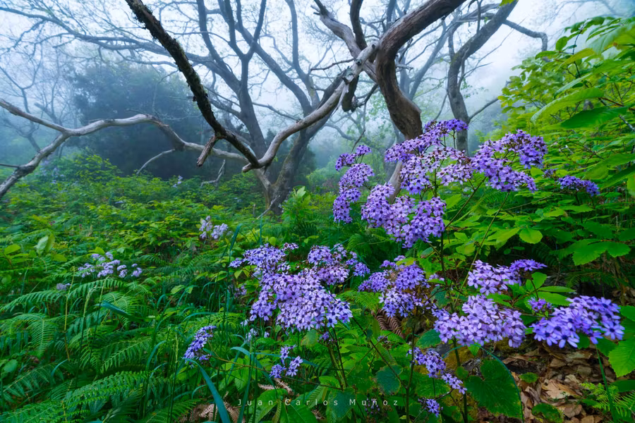 10 secretos de La Palma que deberías conocer
