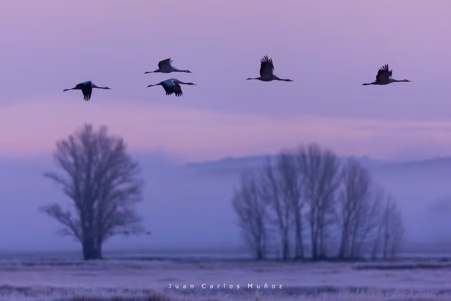 Grullas volando en la laguna de Gallocanta