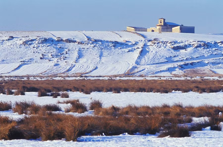 Grullas, Laguna de Gallocanta, Aragon, Espana