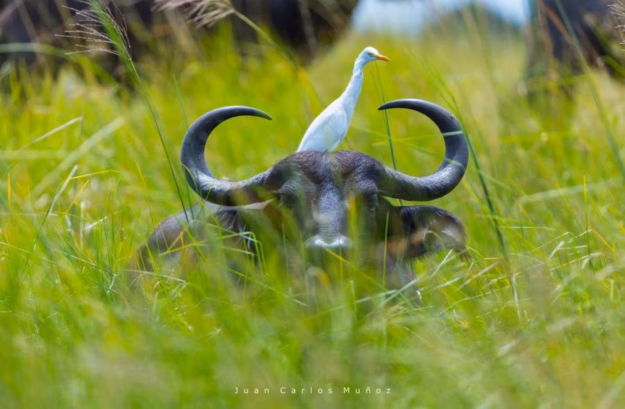 10 razones por las que deberías hacer un safari en Botsuana